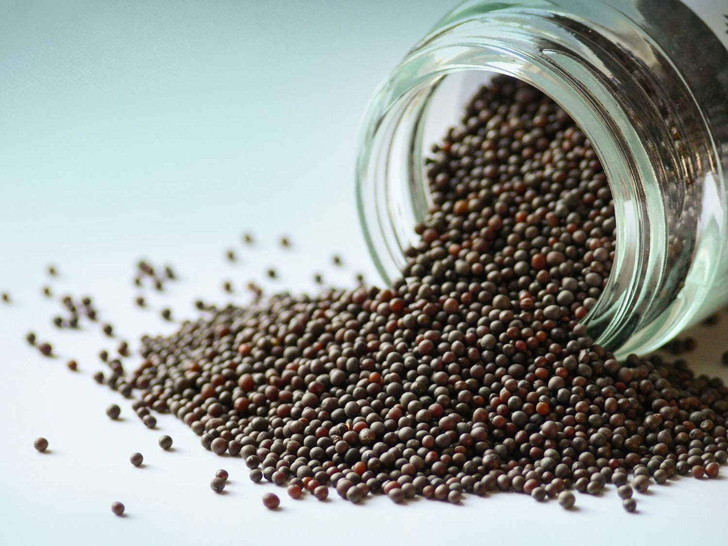 Zrnka hořčice černá 50 g